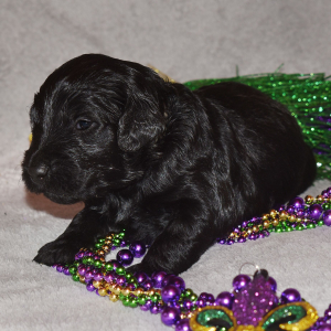 Goldendoodle Puppy Eclipse