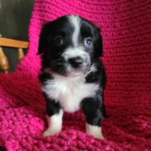 Australian Shepherd Puppy Lisa