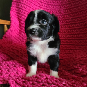 Australian Shepherd Puppy Lisa