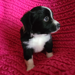 Australian Shepherd Puppy Lisa