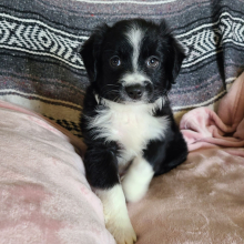 Australian Shepherd Puppy Lisa