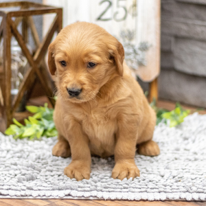 Golden Retriever Puppy Mr. Felix