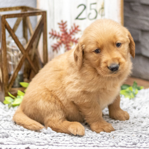 Golden Retriever Puppy Mr. Felix