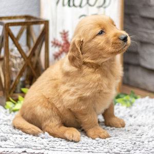Golden Retriever Puppy Mr. Felix