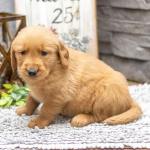 Golden Retriever Puppy Mr. Felix