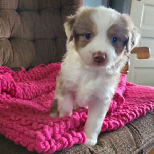 Australian Shepherd Puppy Lula