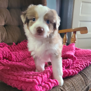 Australian Shepherd Puppy Lula