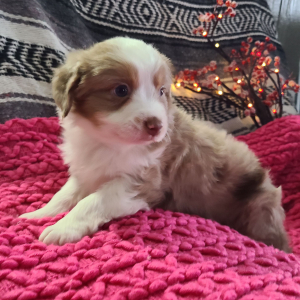 Australian Shepherd Puppy Lula