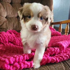 Australian Shepherd Puppy Lula