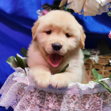 Golden Retriever Puppy Brooks