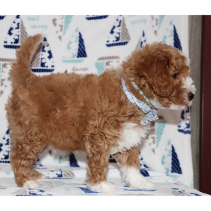 Goldendoodle Puppy Starzz