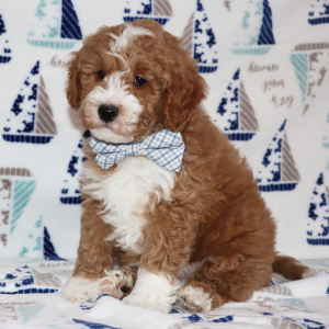 Goldendoodle Puppy Starzz