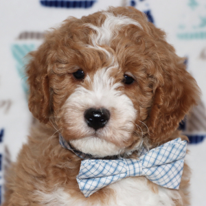 Goldendoodle Puppy Starzz