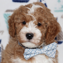 Goldendoodle Puppy Starzz