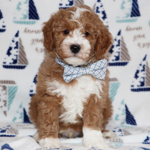 Goldendoodle Puppy Starzz