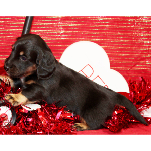 Dachshund Puppy Ike