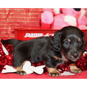 Dachshund Puppy Ike