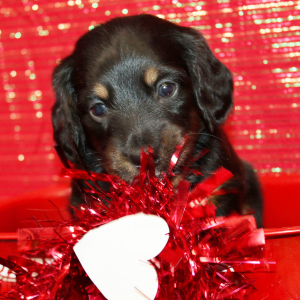 Dachshund Puppy Ike