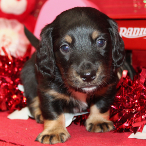 Dachshund Puppy Ike