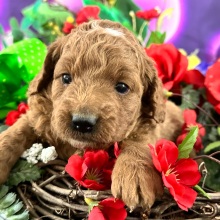 Goldendoodle Puppy Chester