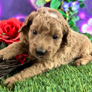 Goldendoodle Puppy Chester