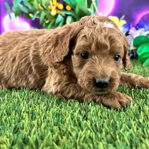Goldendoodle Puppy Chester