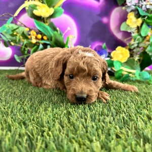 Goldendoodle Puppy Chester