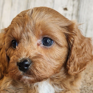 Cavapoo Puppy Garret