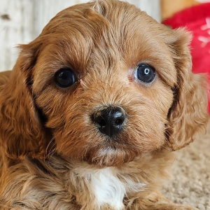 Cavapoo Puppy Garret