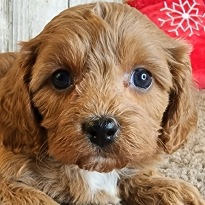 Cavapoo Puppy Garret