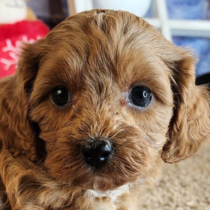 Cavapoo Puppy Garret