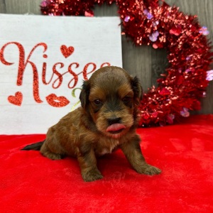 Havapoo Puppy Mason