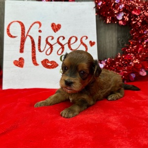 Havapoo Puppy Mason