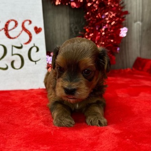 Havapoo Puppy Mason