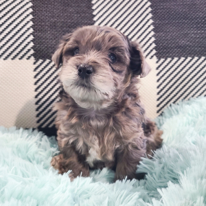 Yorkiepoo Puppy Miranda