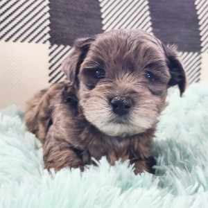 Yorkiepoo Puppy Miranda