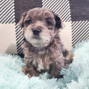 Yorkiepoo Puppy Miranda