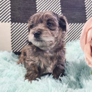 Yorkiepoo Puppy Miranda