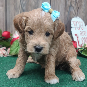 Goldendoodle Puppy Lucy
