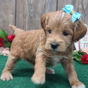 Goldendoodle Puppy Lucy