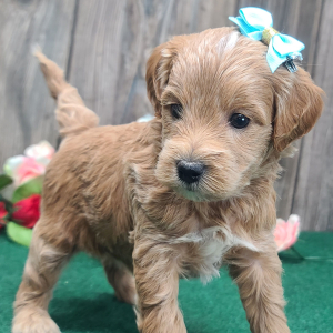 Goldendoodle Puppy Lucy