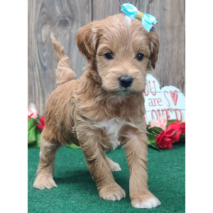 Goldendoodle Puppy Lucy