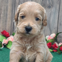 Goldendoodle Puppy Max