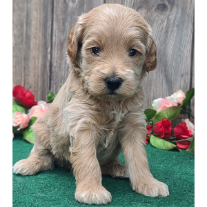 Goldendoodle Puppy Max