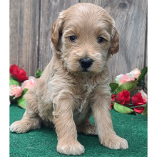 Goldendoodle Puppy Max