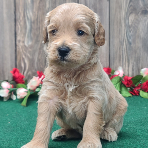 Goldendoodle Puppy Max