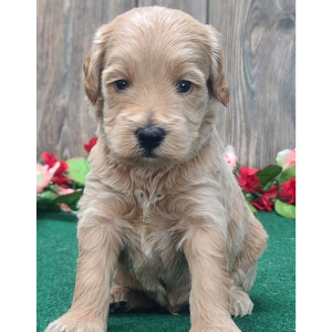 Goldendoodle Puppy Max