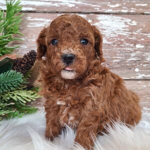 Poodle Puppy Taffy