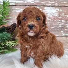 Poodle Puppy Taffy