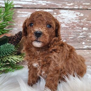 Poodle Puppy Taffy